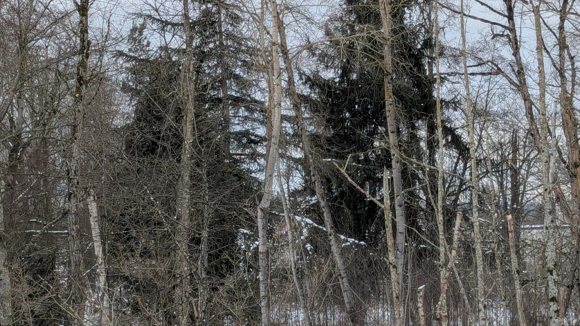 You've got the 'eyes of a sniper' if you can spot the bird hiding in the woods within five seconds