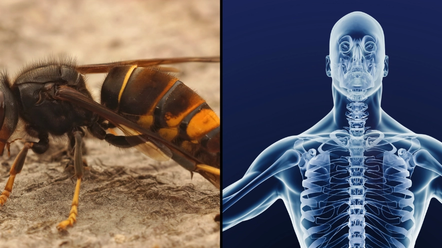 Step by step of what happens to your body if you get stung by ‘dangerous’ Asian Hornet