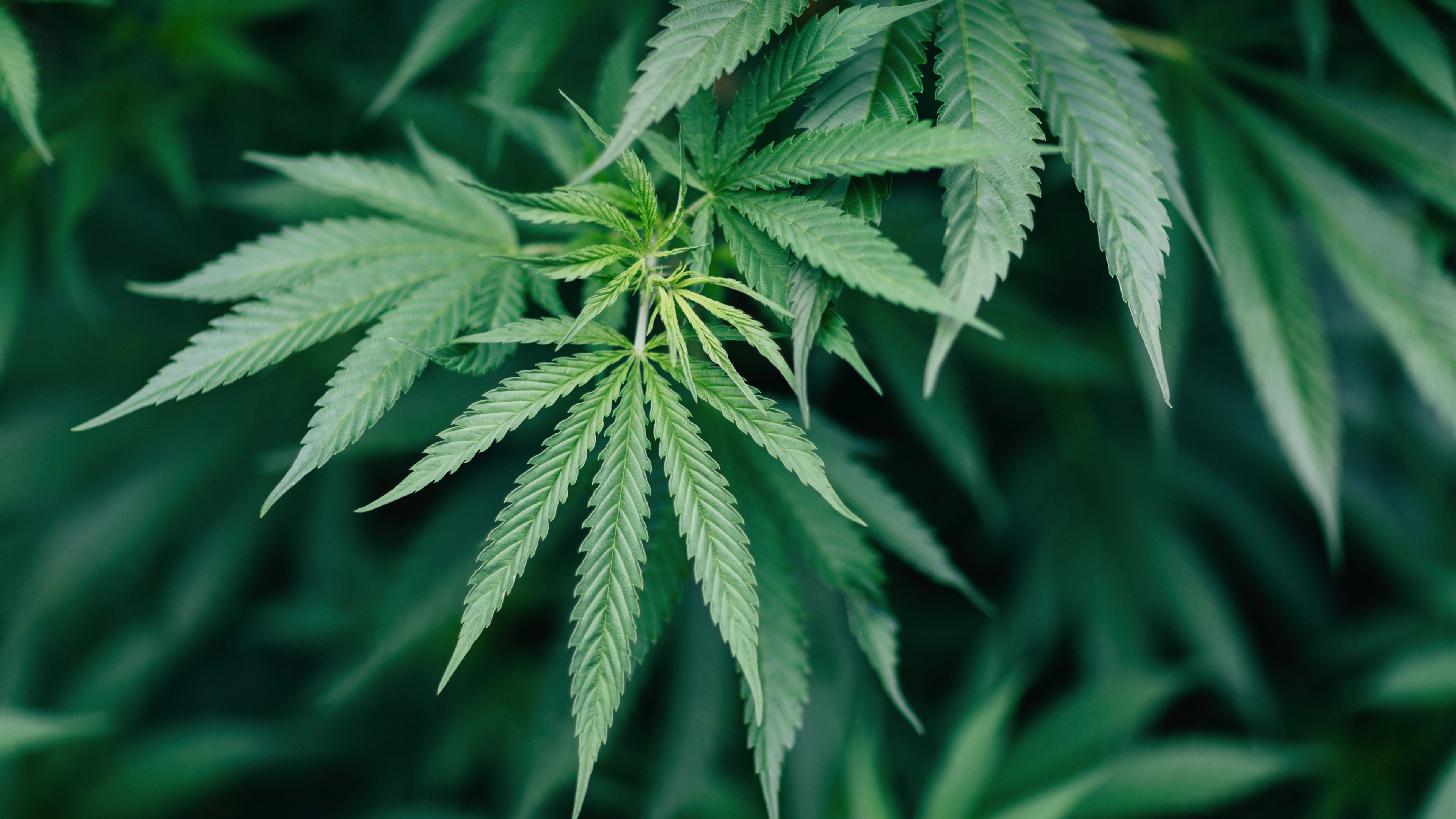Minute-by-minute timeline of how weed impacts body after addict shares what happened when he stopped smoking