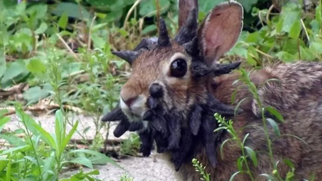 Local makes worrying point about disturbing rabbits with ‘tentacles’ as urgent warning issued