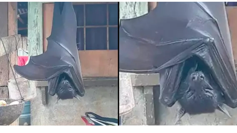 Unbelievable photo of ‘human-sized bat’ isn’t actually fake