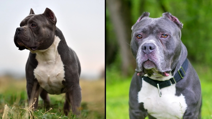 Why dangerous dogs are 'destroyed' and not 'put to sleep' or 'euthanised'