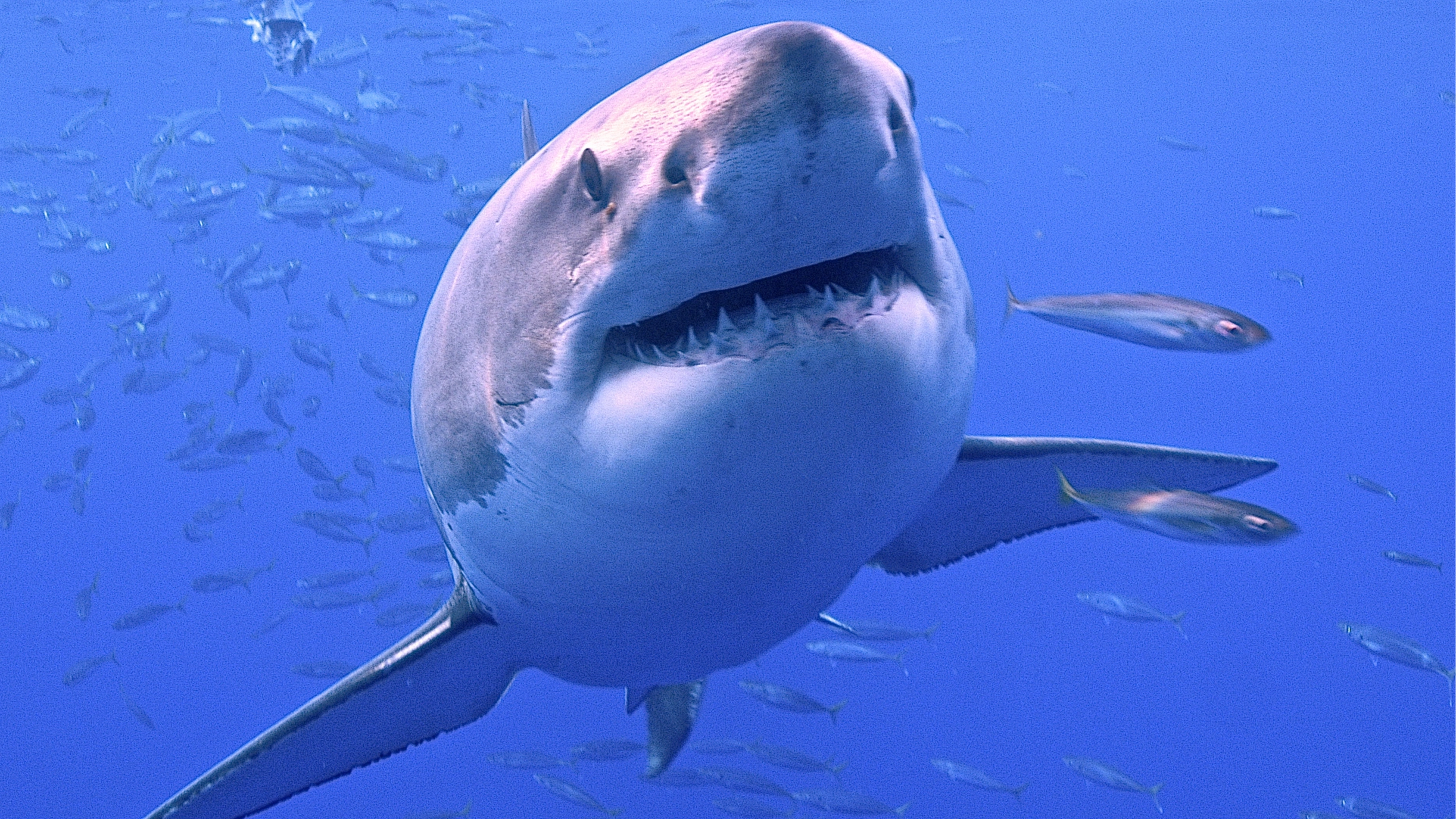 Truth behind mysterious deep sea 'bloop' that had scientists convinced they'd found giant Megalodon