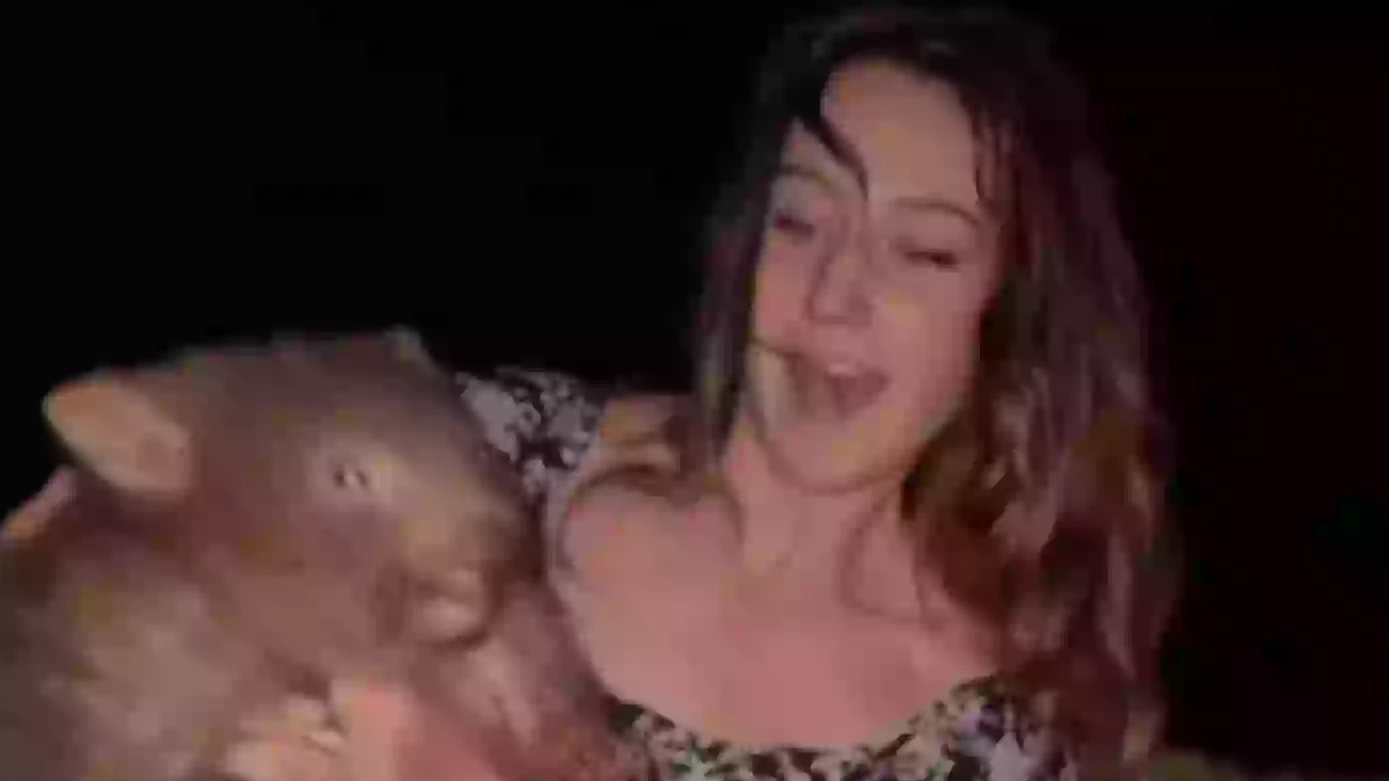 Animal expert has huge concerns for baby wombat that influencer snatched away from its mother
