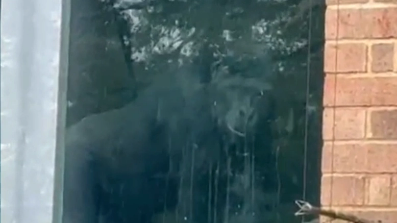 Brit zoo explains how gorillas are cared for after footage showed them banging on windows years after closure