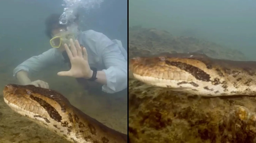 Colossal beast discovered during chilling moment in the depths of the Amazon river