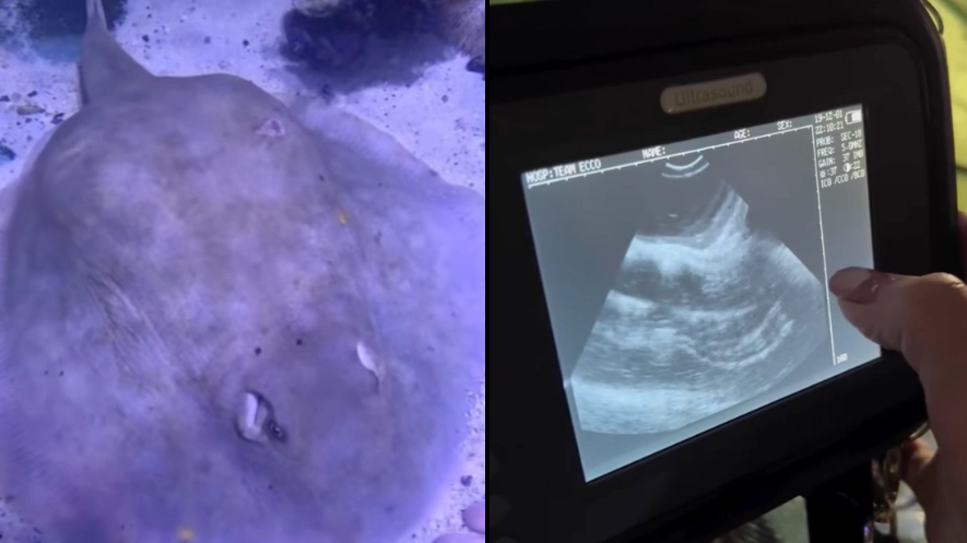 Aquarium confirms Charlotte the virgin stingray that got pregnant by herself is sadly no longer pregnant