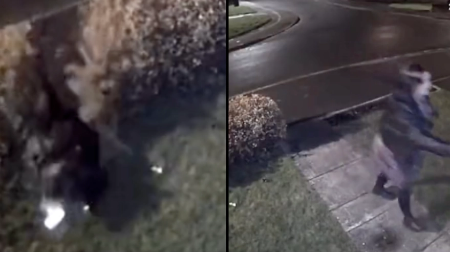 Drunk woman falls in bush then knocks on door to apologise