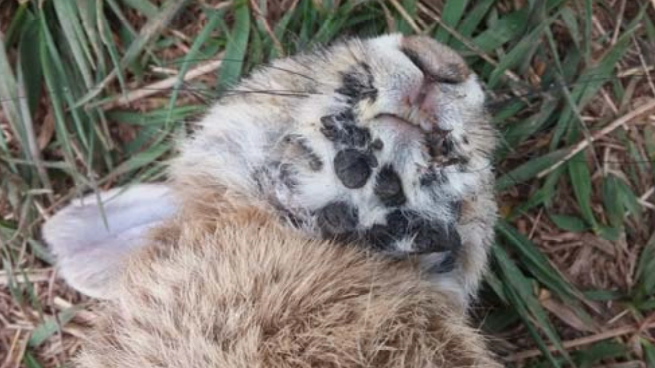Local expert sends message to the internet getting freaked out by ‘Frankenstein’ bunnies with horns
