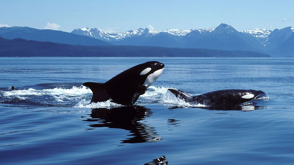 People left terrified after creepy audio recording of orcas imitating human speech revealed