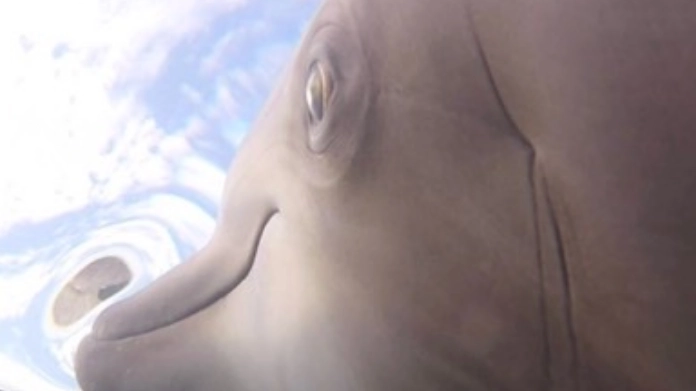 Scientists attached GoPro to dolphins in wild and proved they aren’t as cute as we think