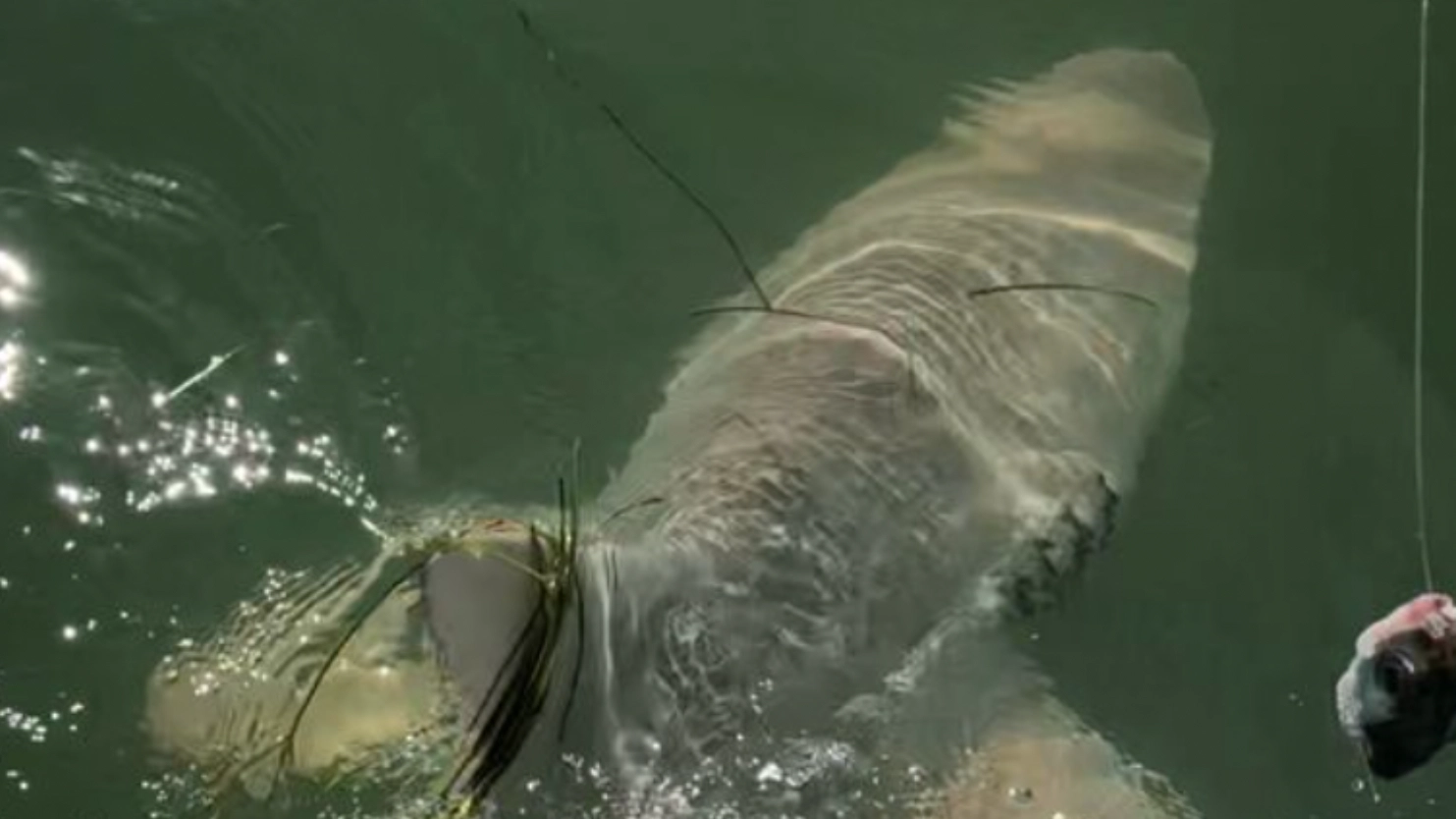 Moment fisherman reels in huge shark to discover another sea monster had eaten it
