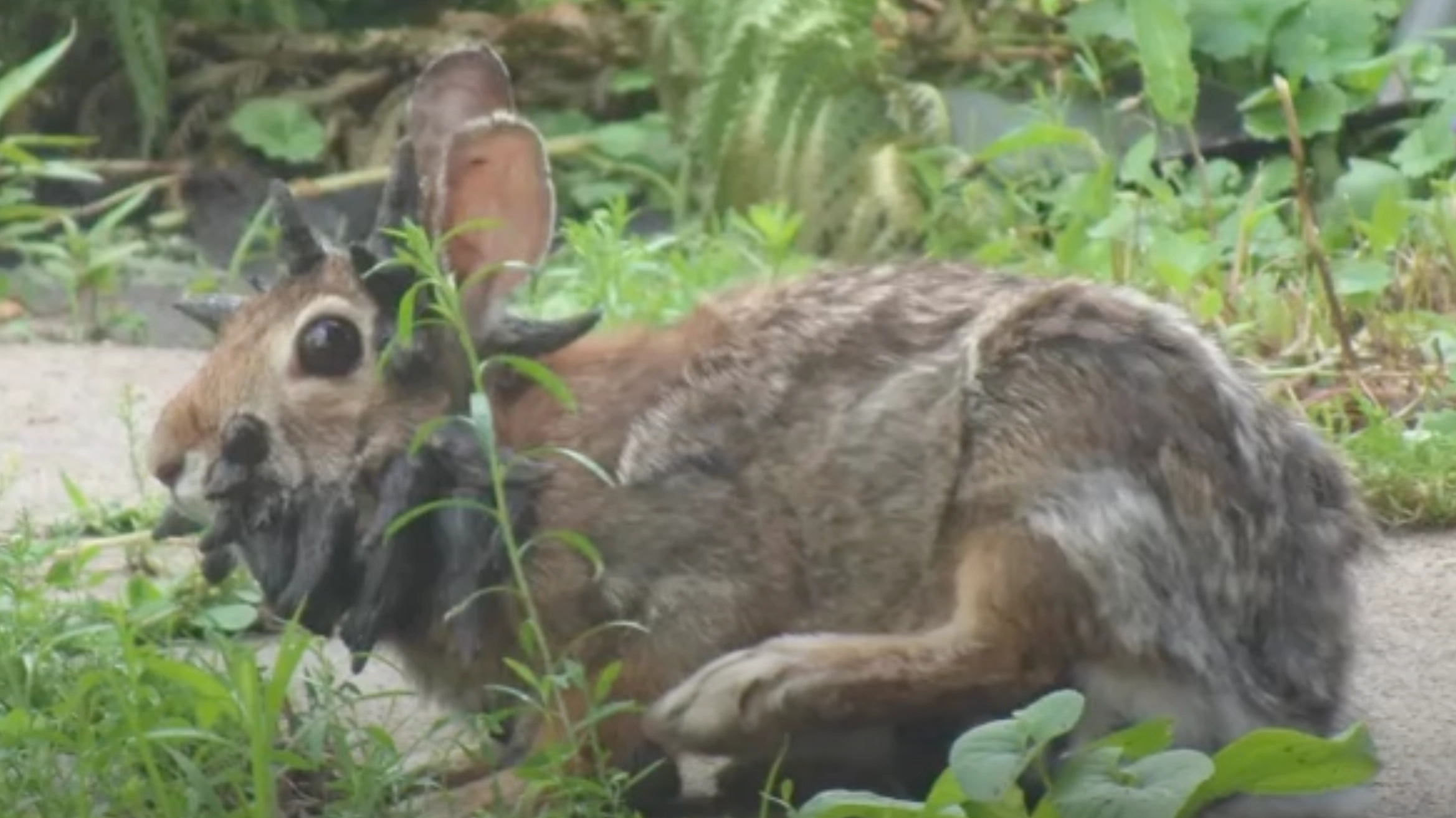 Pet owners warned over what happens to ‘Frankenstein’ rabbits as they’re spotted with face ‘tentacles’