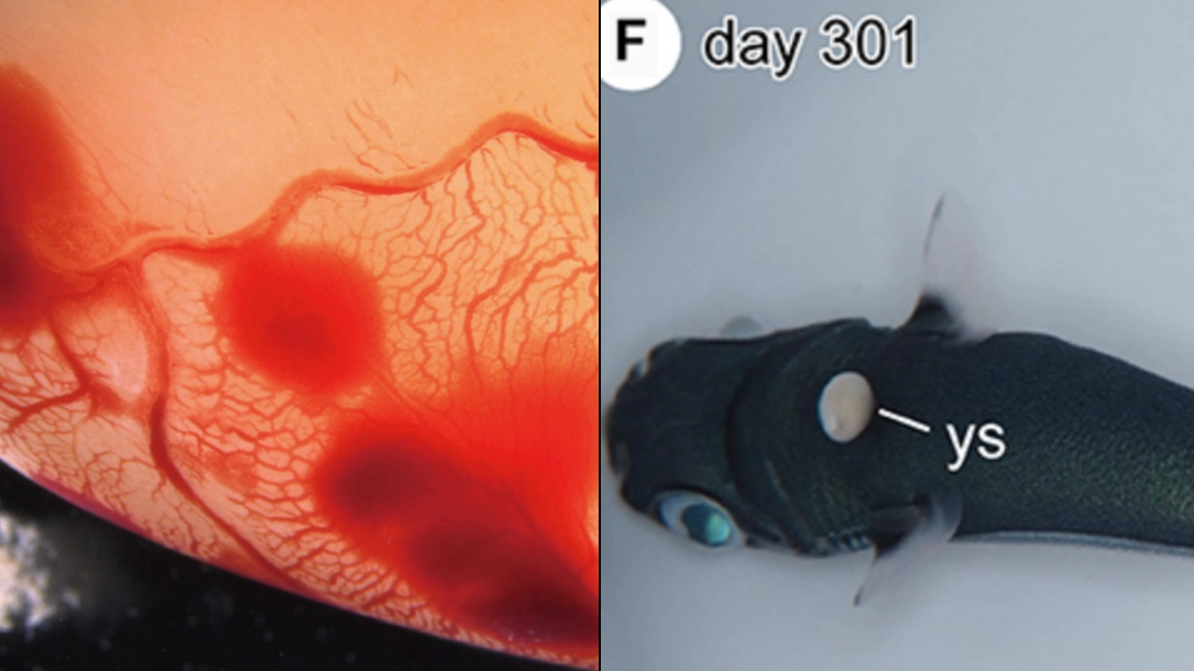 Scientists create artificial womb that grows baby sharks for up to 355 days