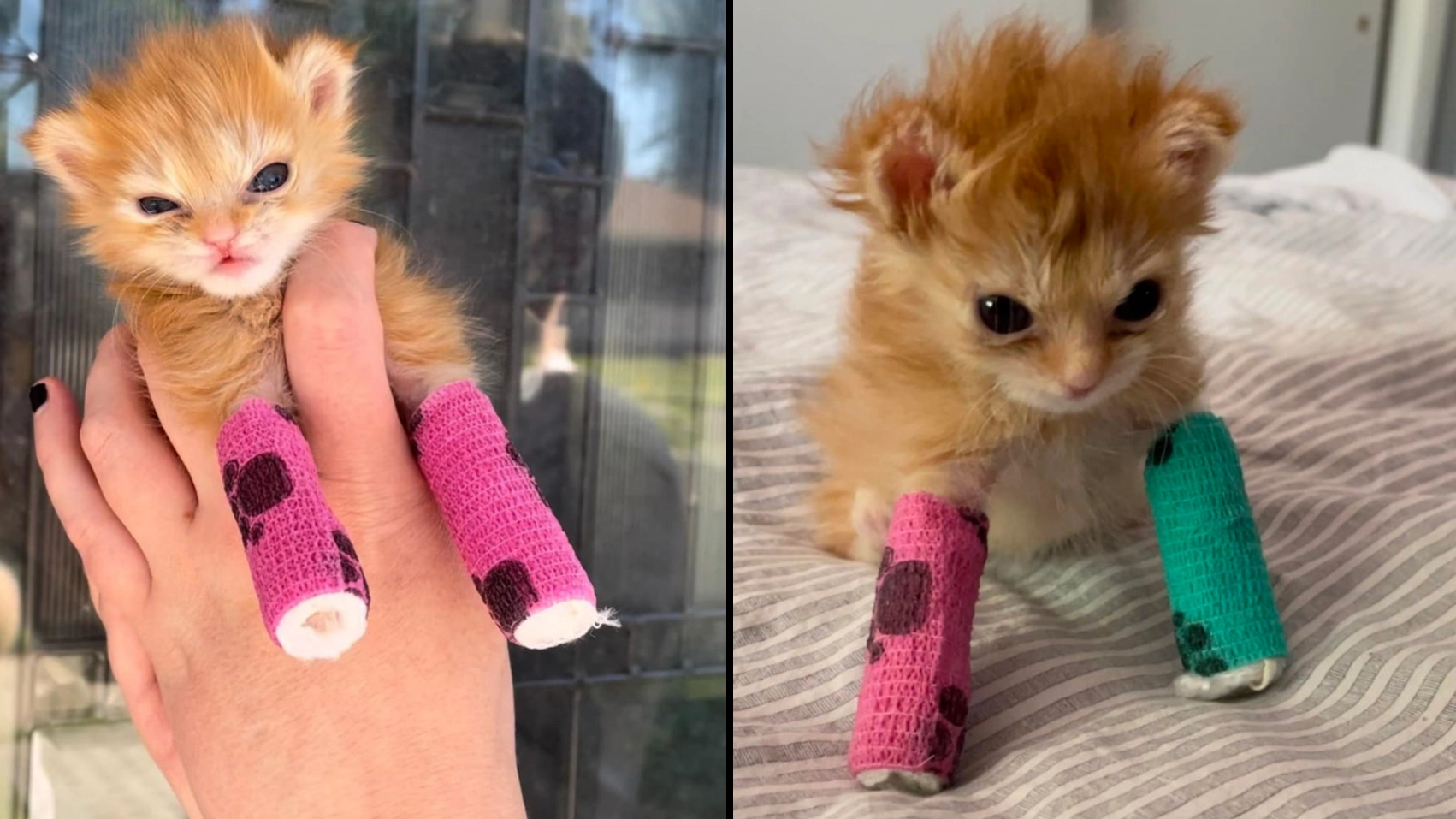Viral TikTok star and kitten Tater Tot has sadly died
