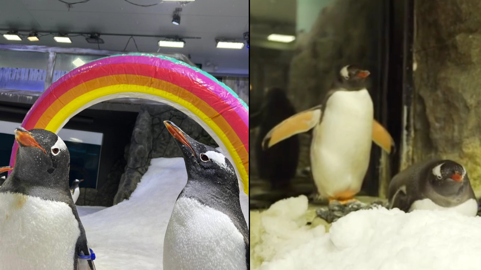 Lyle Shelton has accused Sydney's iconic penguin gay couple of a showmance