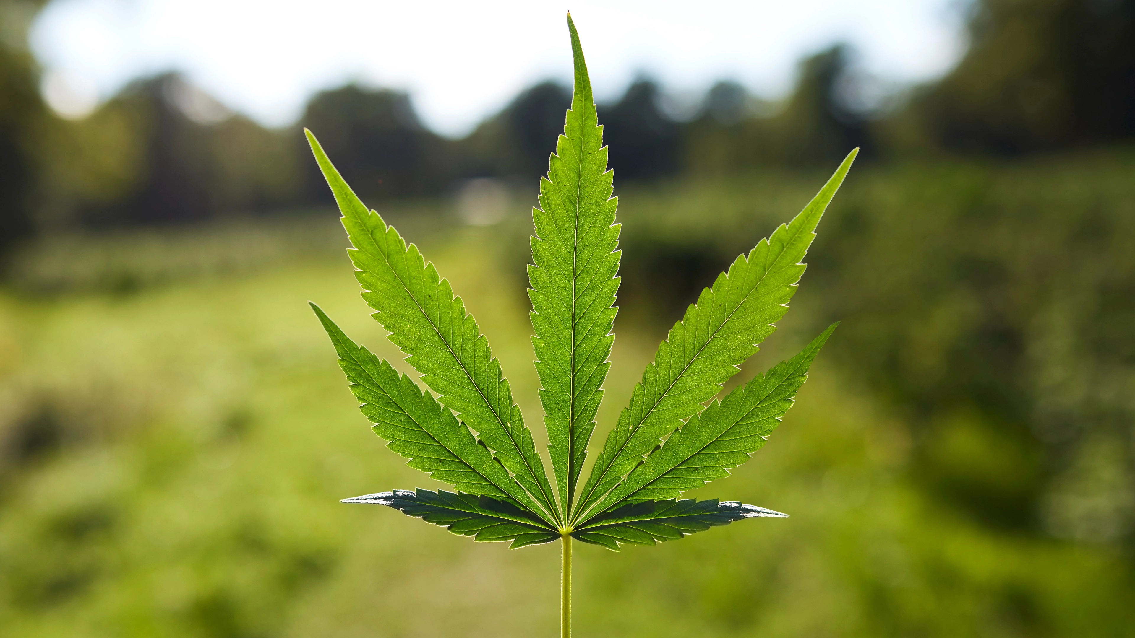 Former weed addict shares what changed when he stopped smoking