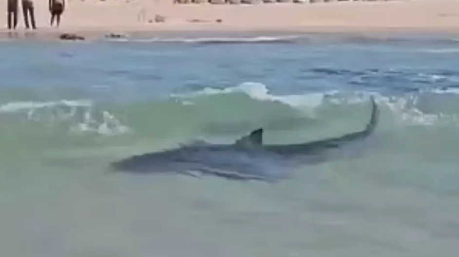 Scientist explains what could have caused sharks to attack man feared dead following horrifying footage