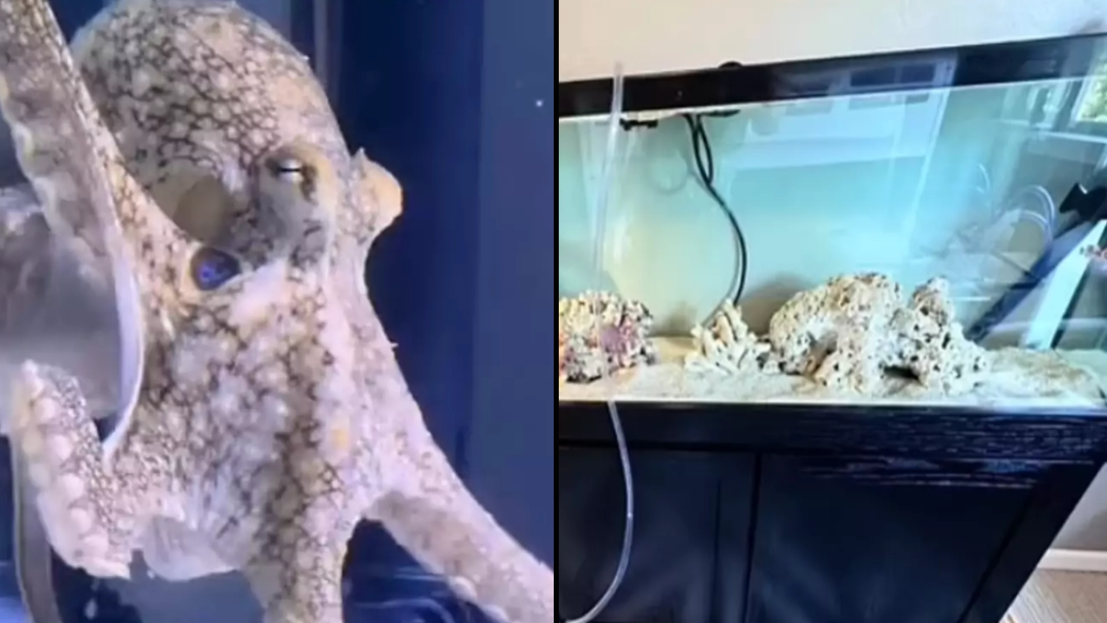 Tragic update after family bought pet octopus for nine-year-old son and it destroyed their home