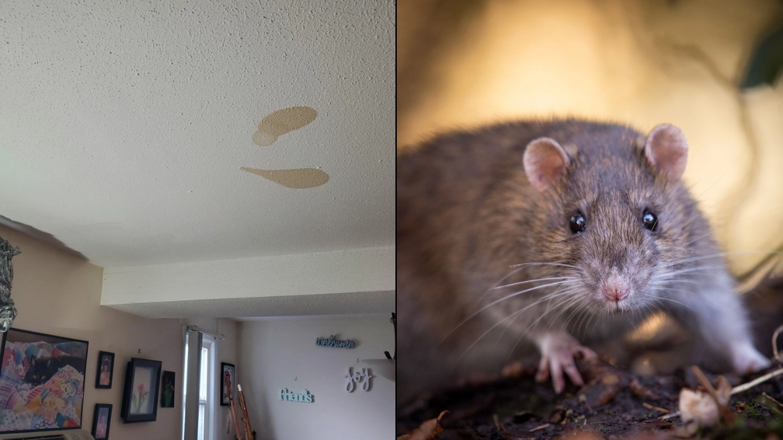 Woman left gobsmacked over learning grim real reason behind marks on ceiling she thought was mould