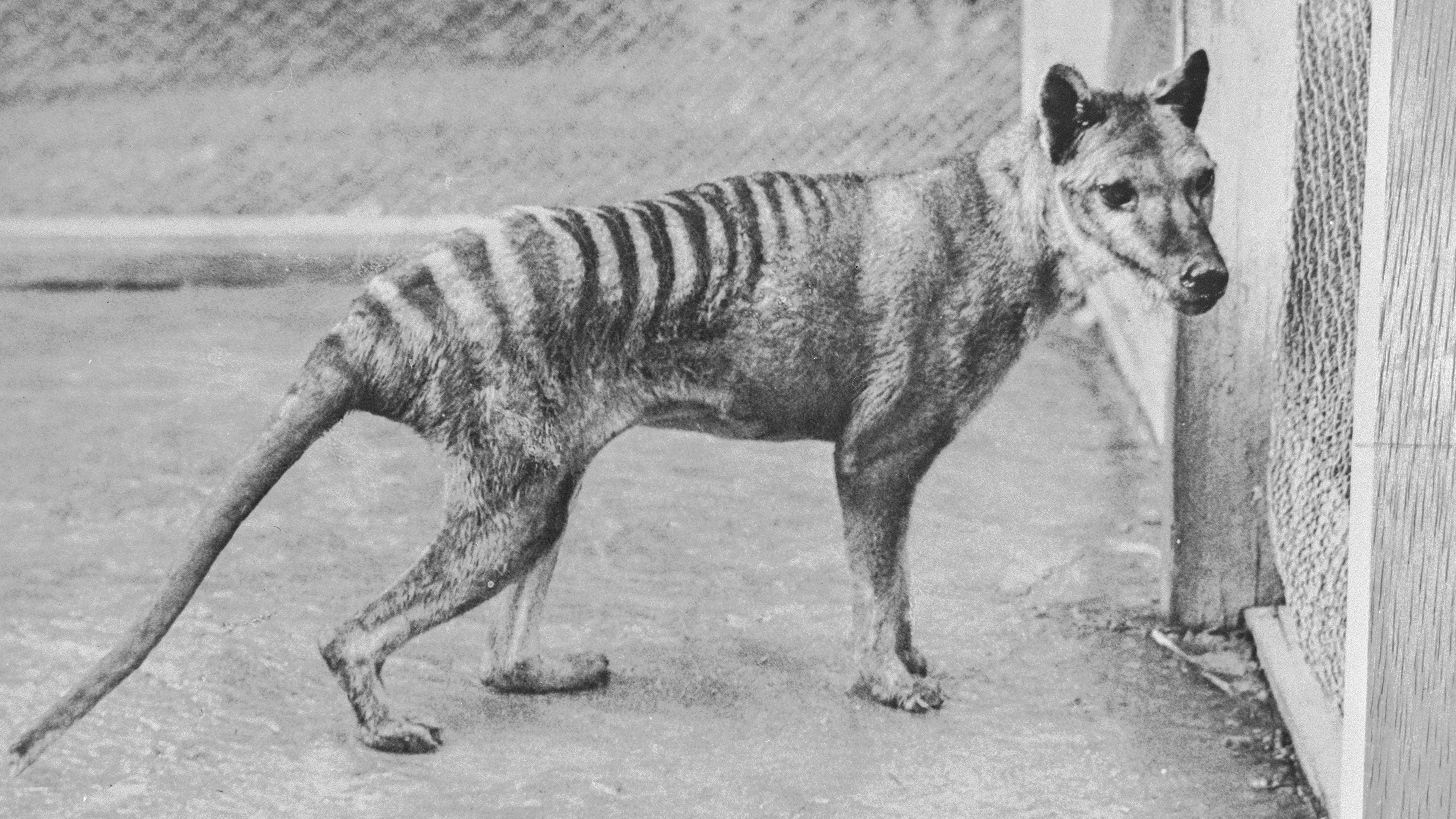 Scientists' plan to bring Tasmanian Tiger back from extinction as gruesome 110-year discovery was made