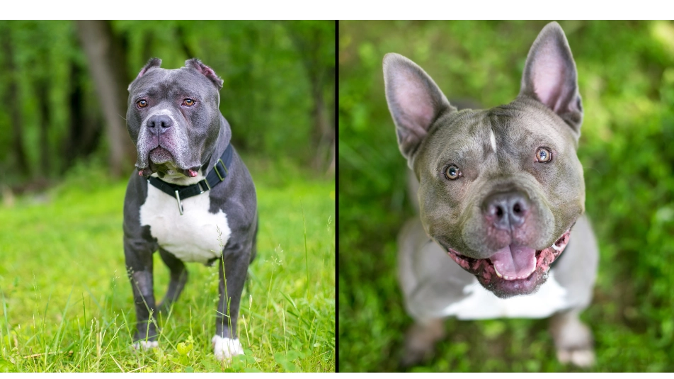 XL bully dogs won’t be culled, vet reassures