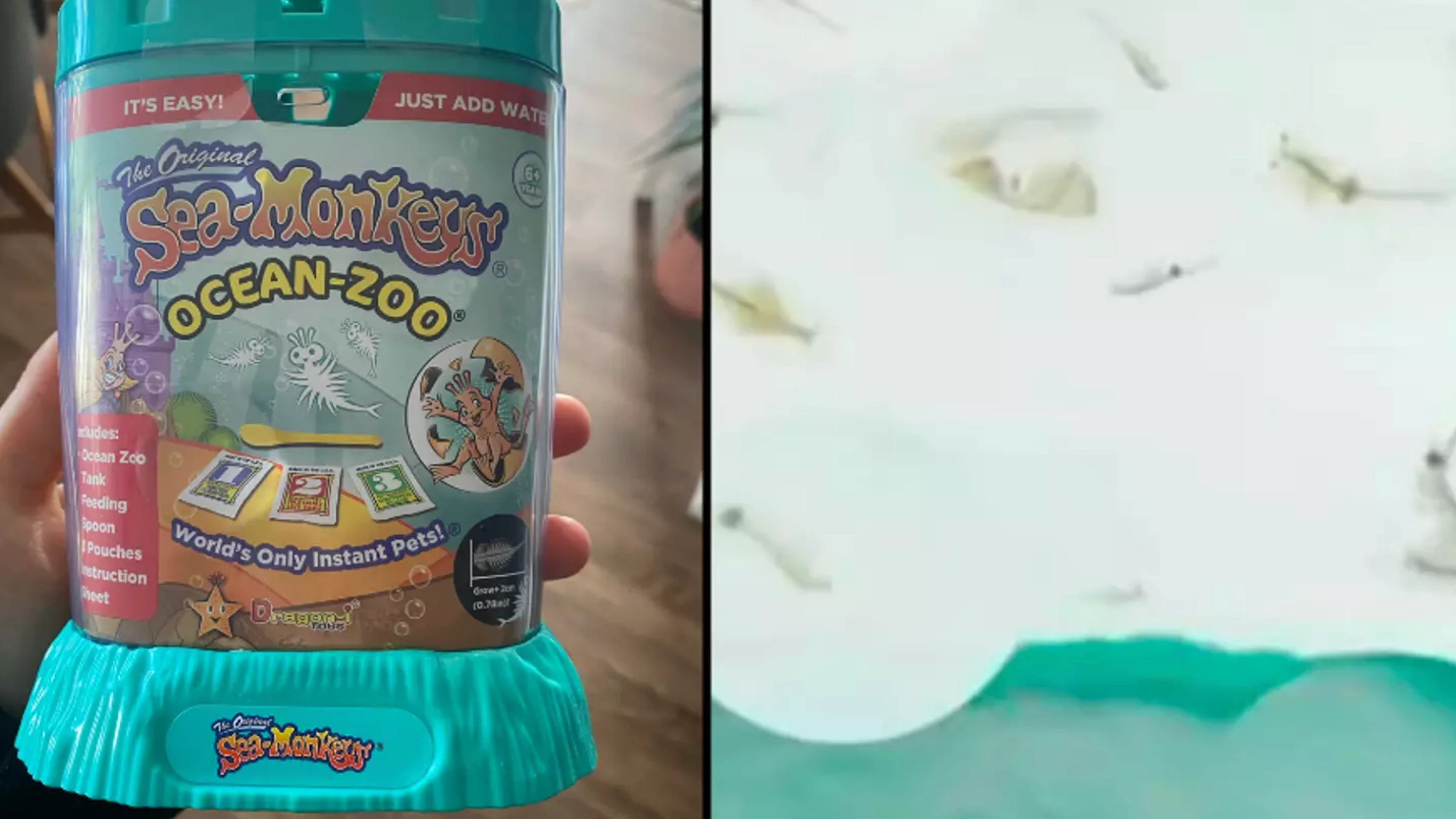Dark truth behind popular childhood toy Sea Monkeys