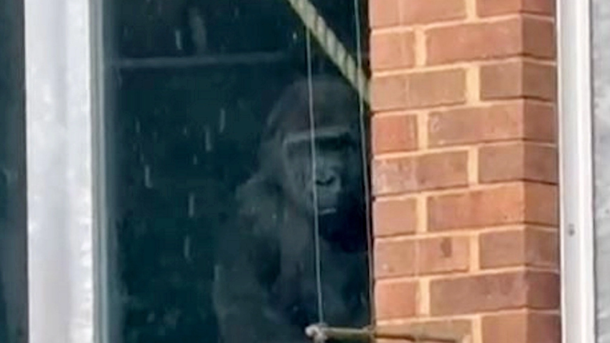 Brit zoo's latest update as urban explorers find gorillas banging on windows despite it shutting years ago