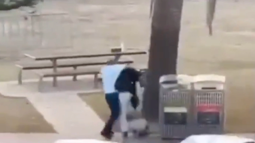 Video shows moment hero bystander disarms alleged Bondi Beach shooter