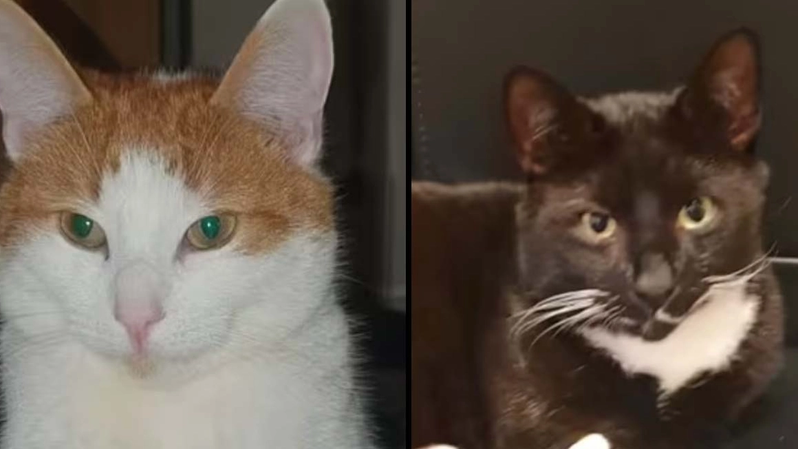 RSPCA Issues Urgent Warning To Pet Owners Over Cat Killer Fears