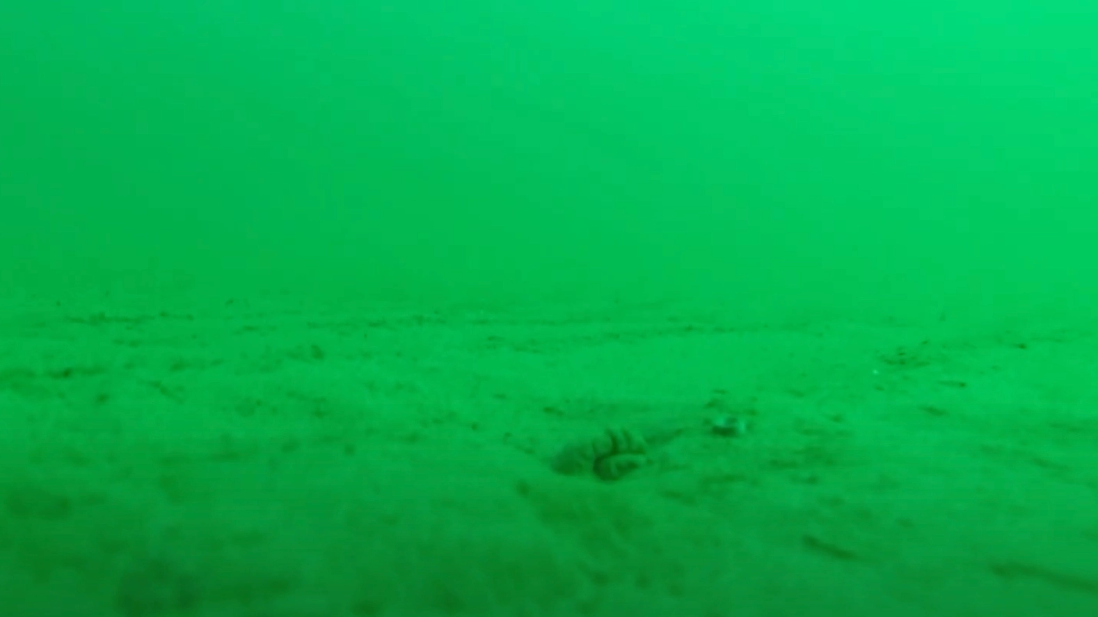 People 'terrified' after seeing what happened when woman dropped GoPro to bottom of the ocean
