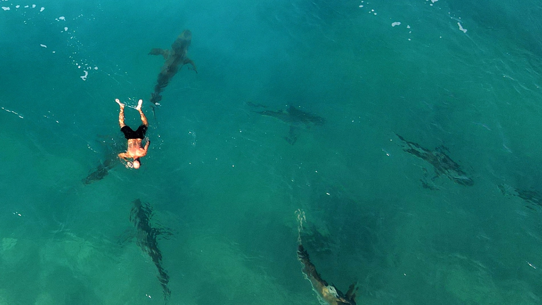 Shark belonging to species believed to be harmless kills and eats snorkeler in vicious attack