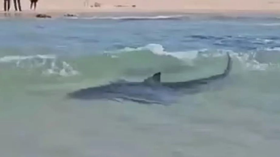 Last words of man dragged away by shark in Mediterranean Sea before body was found