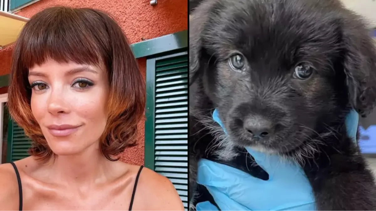 Lily Allen sent brutal gift by furious charity after getting rid of her dog for eating her passport