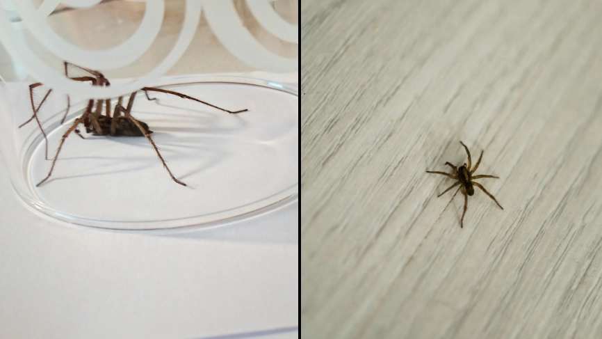Dark reality of what really happens to the spiders you take outside from your house