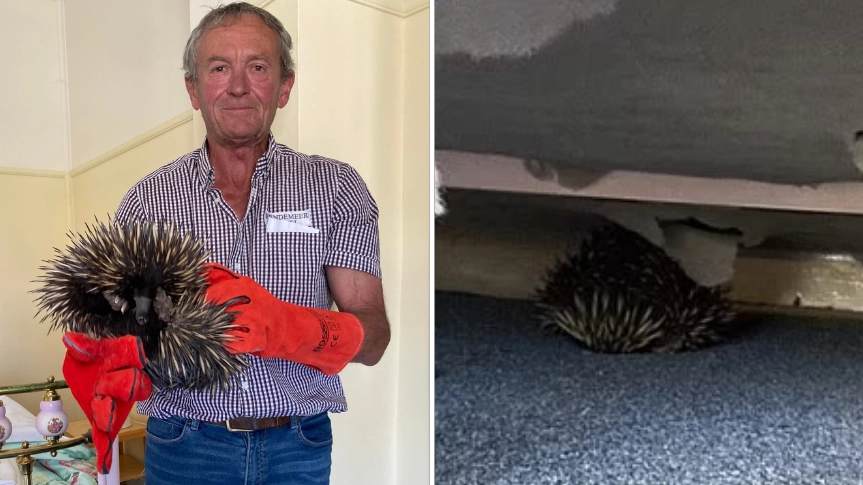 Echidna breaks into Aussie hotel and absolutely trashes the joint causing thousands in damage