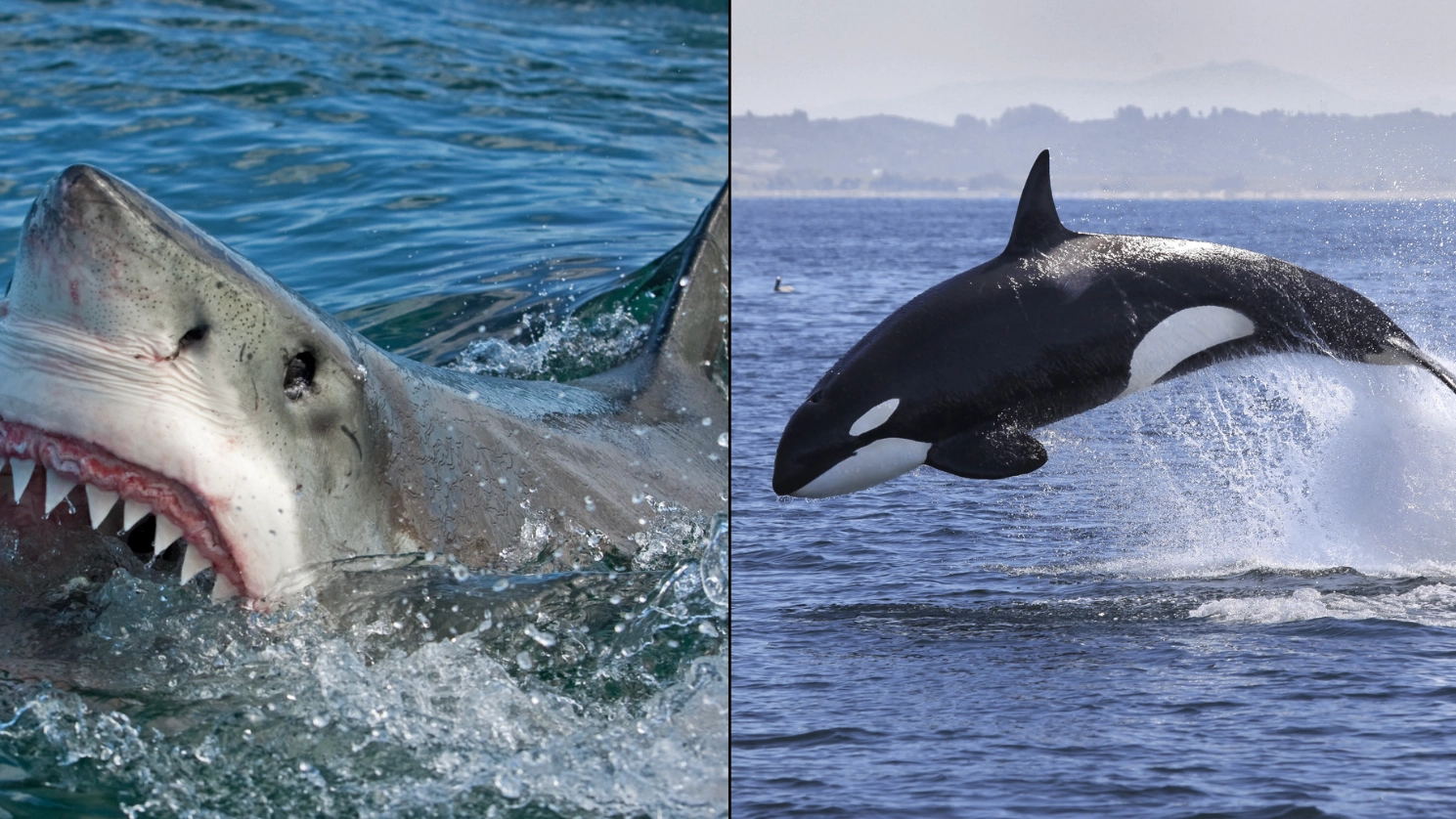 Great White Sharks Still Haven't Returned To Area Where Orcas Hunt Them And Rip Out Their Livers
