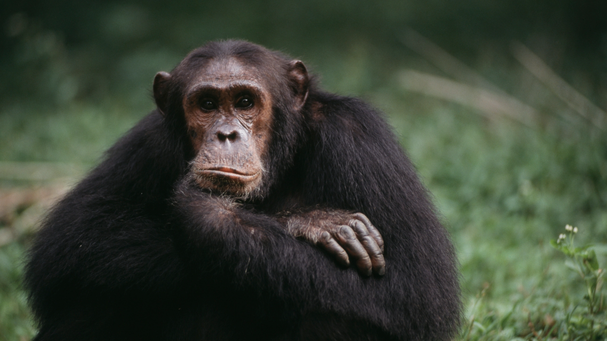 Scientists shocked after noting what a chimpanzee did when copying a robot