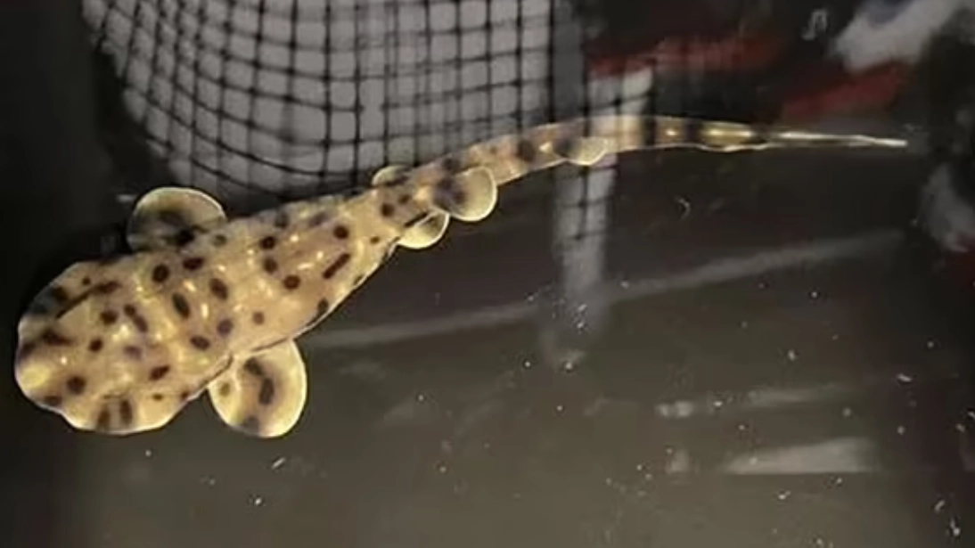 Huge mystery as 'virgin' shark gives birth despite living in an all-female tank