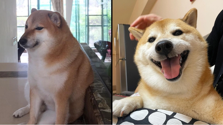 The dog behind the iconic Cheems Doge meme has sadly died