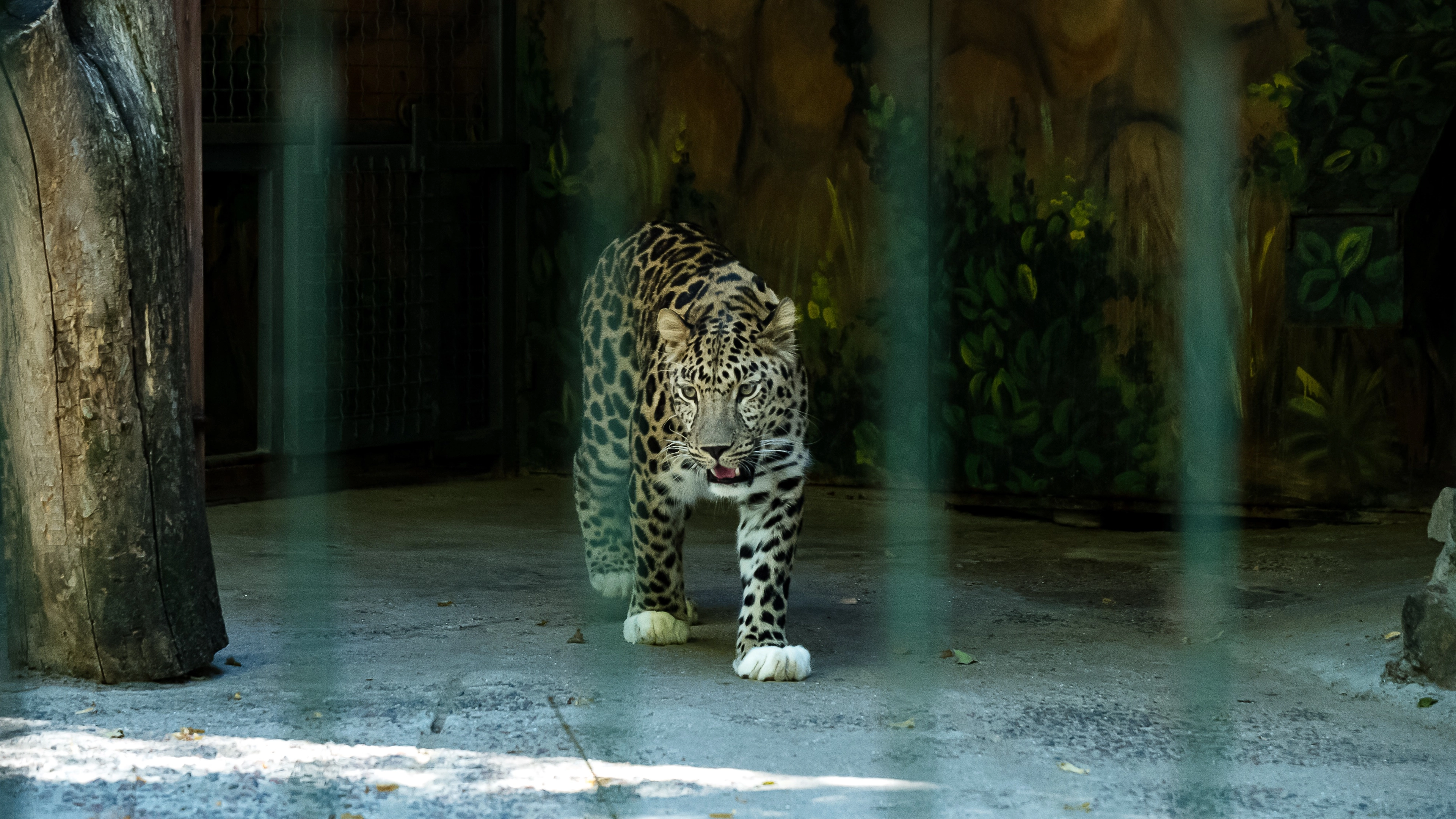 Major health update on woman mauled by leopard as zoo staff heard cries for help