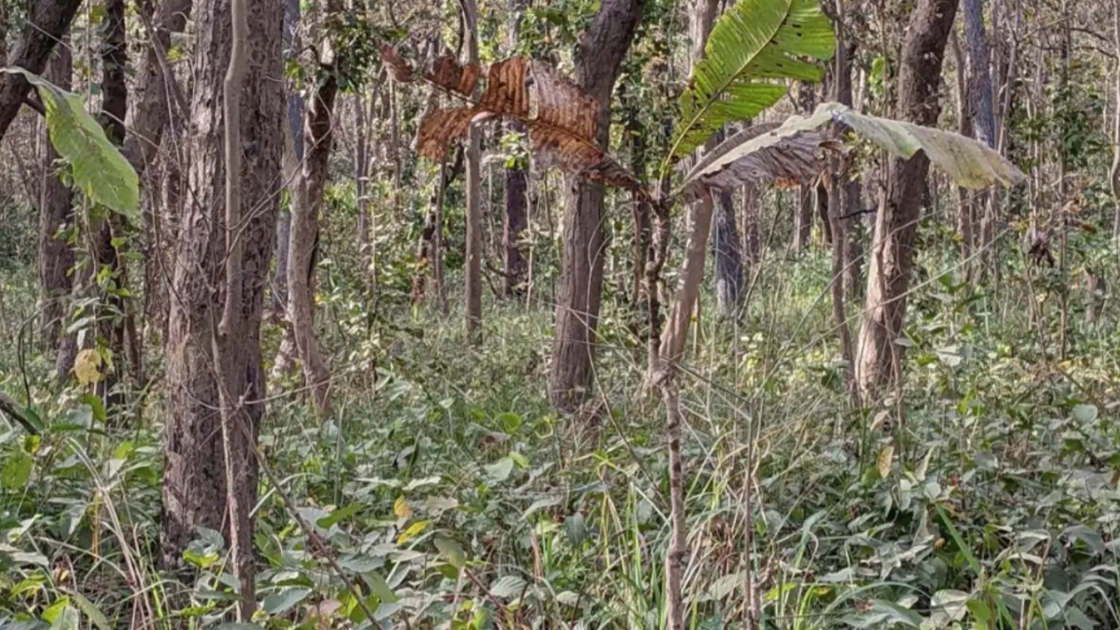 You have a high IQ if you can spot hidden tiger in jungle photo in just 12 seconds