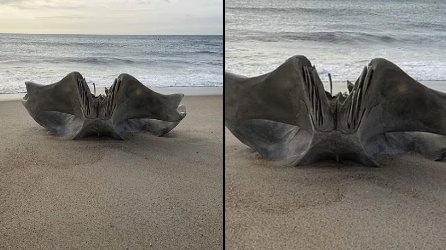 Residents warned as mysterious skull from 40-ton creature washes up on beach