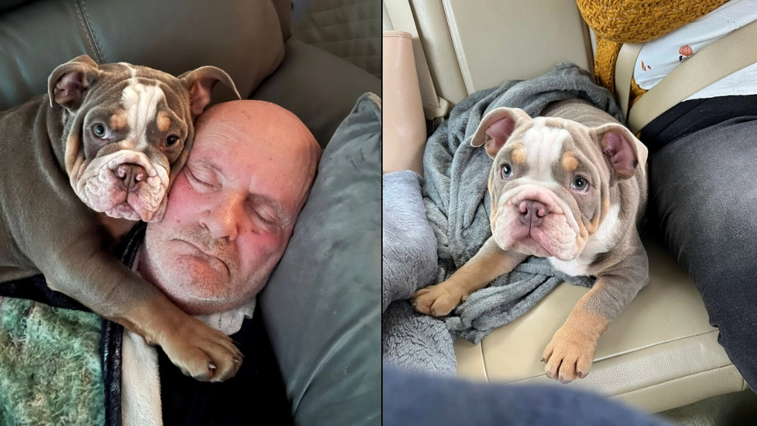 Bulldog puppy 'saved owner's life' after chewing his toe to the bone while he slept 