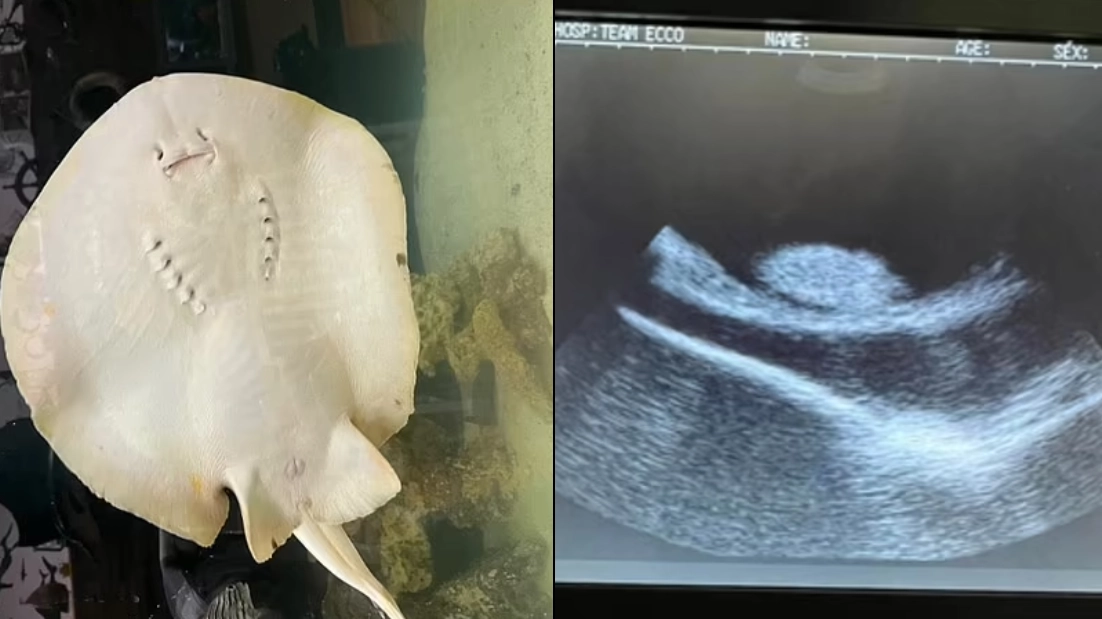 Officials give update on Charlotte the pregnant virgin sting ray as fans grow concerned