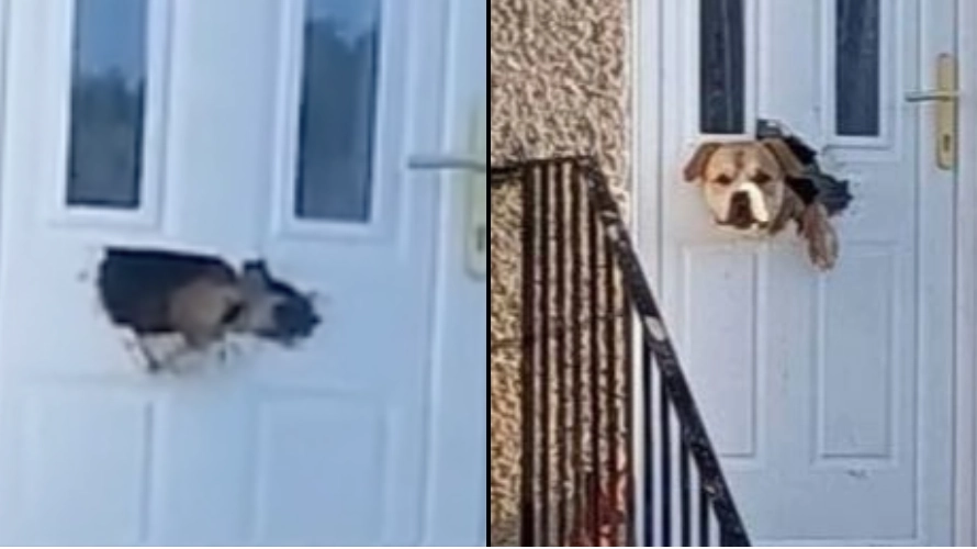 Locals lose it after seeing dog chew through front door letterbox