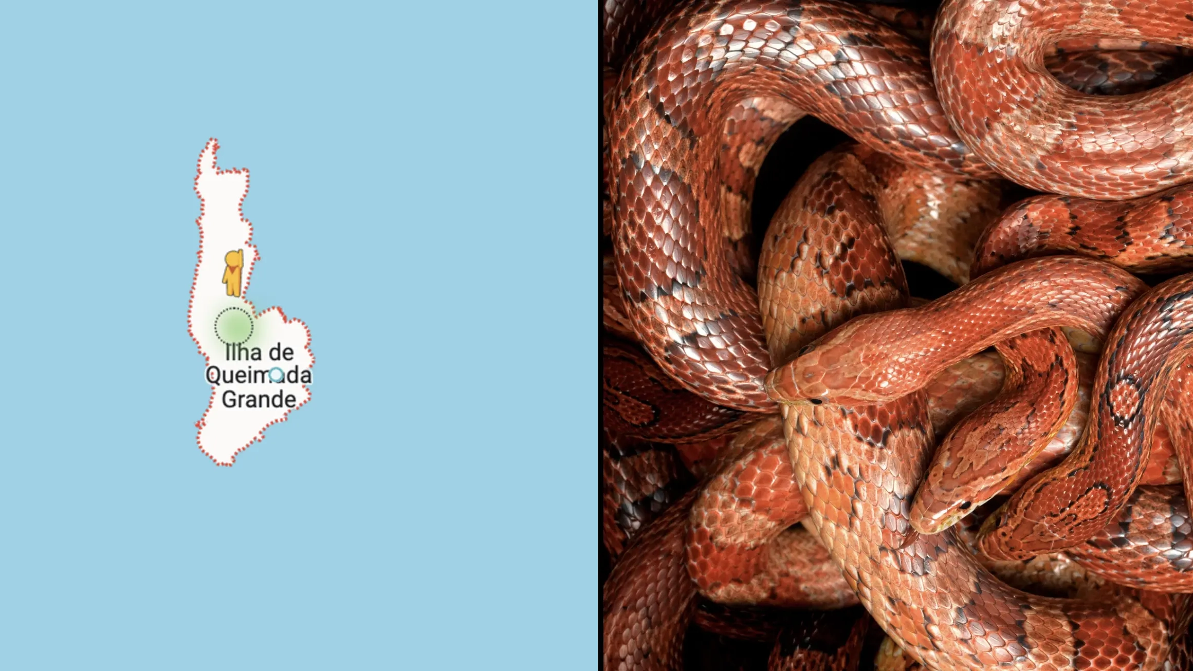 Terrifying thing happens when you drop Google Maps pin on Snake Island, home to 4,000 of world’s deadliest snakes