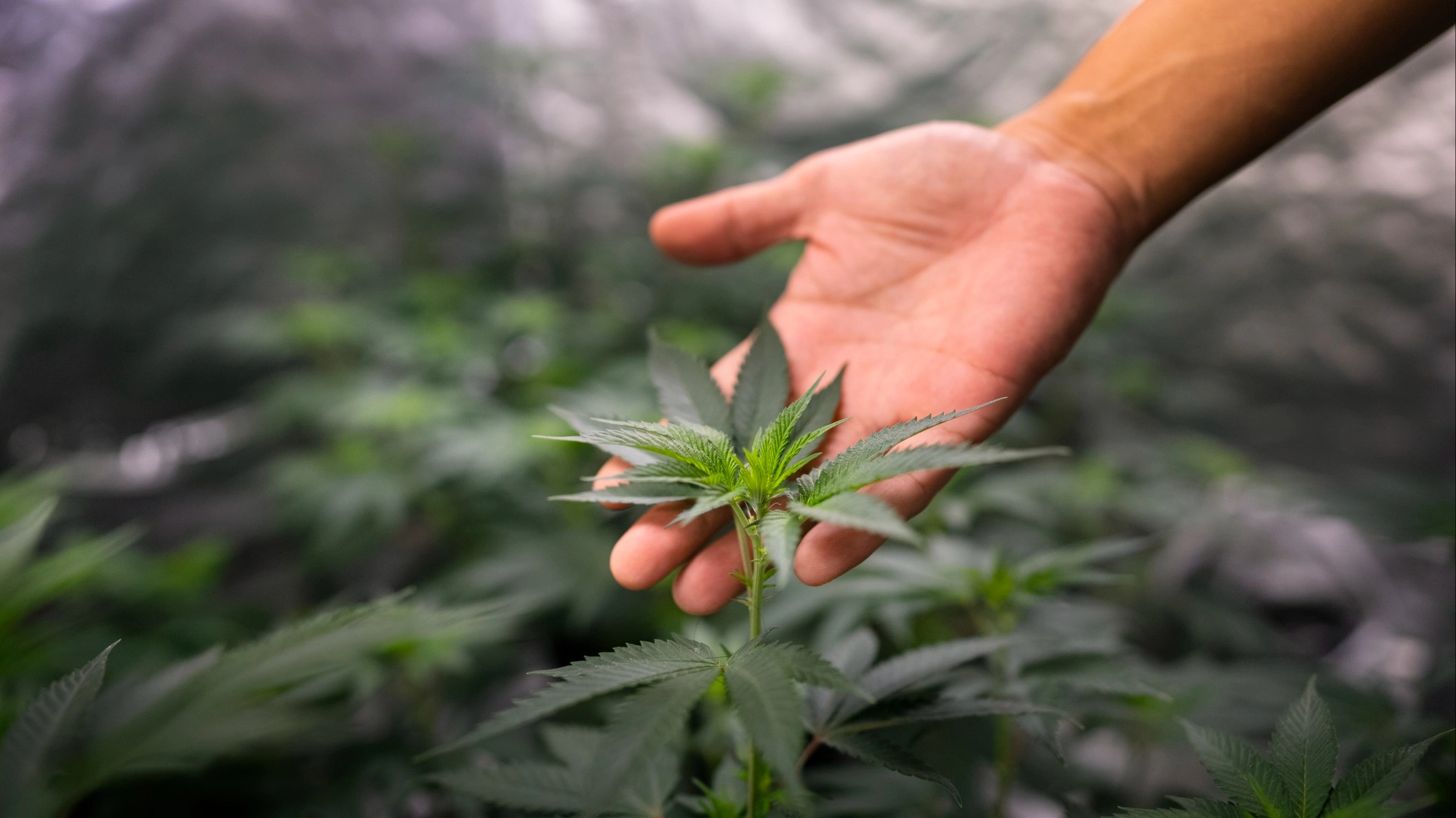 UK Foreign Office warns Brits in Thailand as new cannabis law rolls out