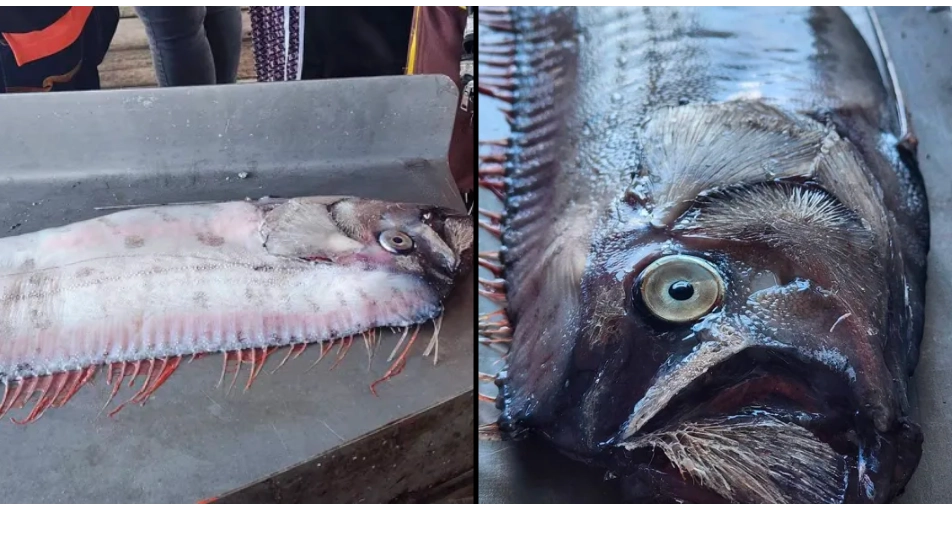 9ft sea creature rarely seen by humans is caught sparking fears of disaster