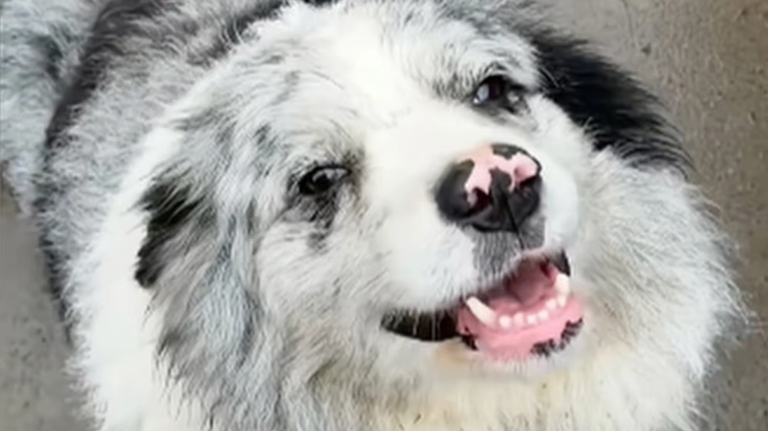 Dog with 1.5 million followers allegedly stolen, sold to restaurant for $27 and eaten